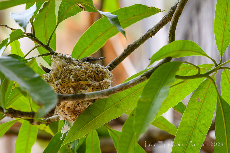 Yellow-green Vireo