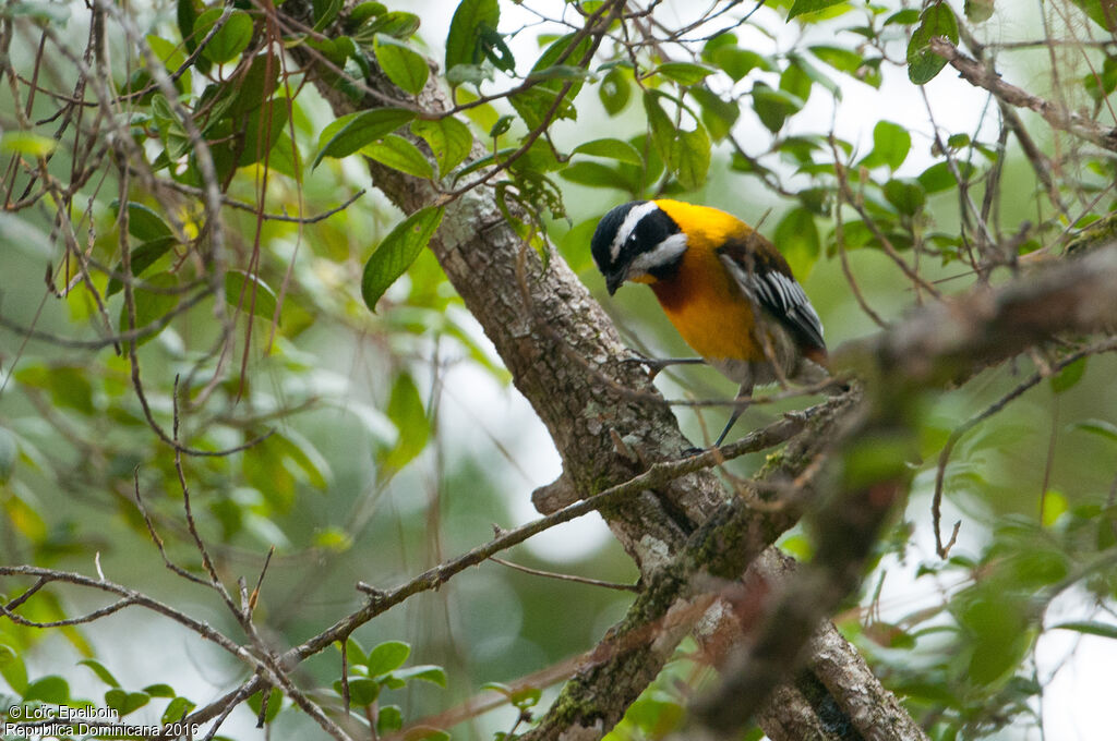 Hispaniolan Spindalis