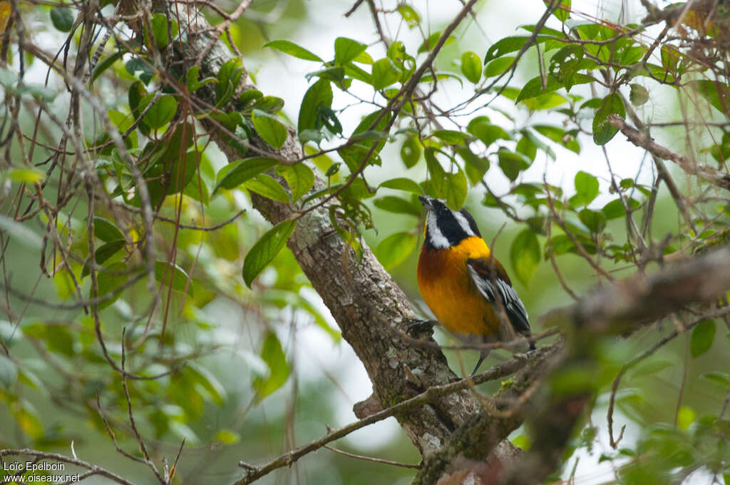 Hispaniolan Spindalis male adult, identification