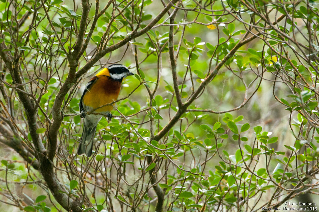 Hispaniolan Spindalis