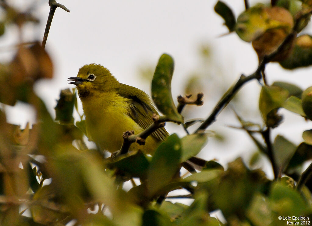 Zostérops à flancs jaunes