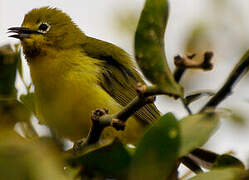 Pale White-eye