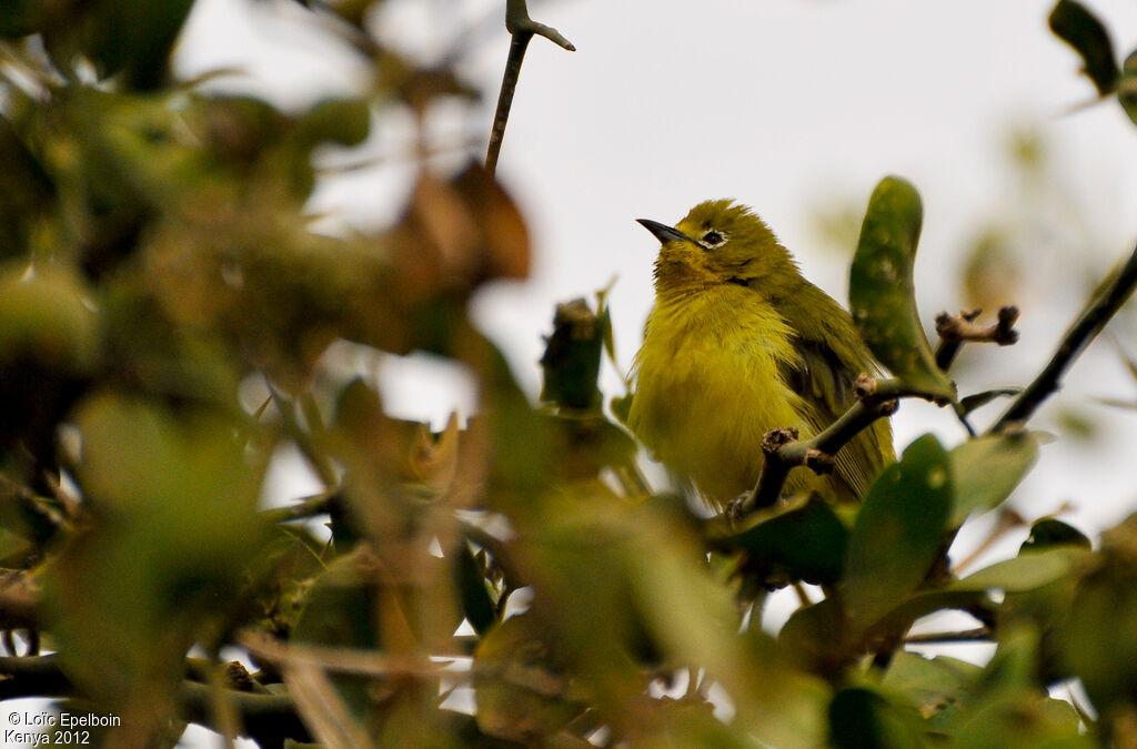 Zostérops à flancs jaunes