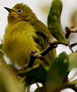 Pale White-eye