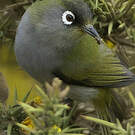 Zostérops de la Réunion