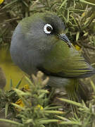 Reunion Olive White-eye