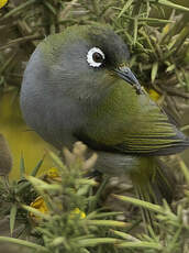 Zostérops de la Réunion