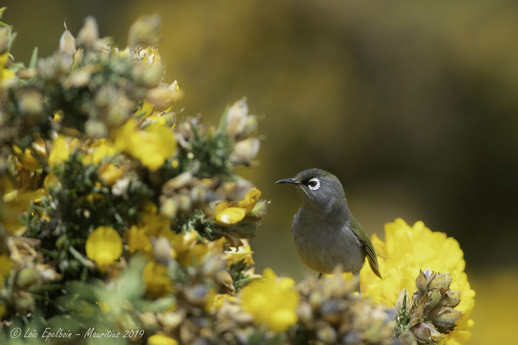 Reunion Olive White-eye