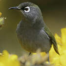 Zostérops de la Réunion