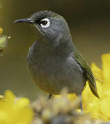 Reunion Olive White-eye