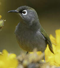 Zostérops de la Réunion