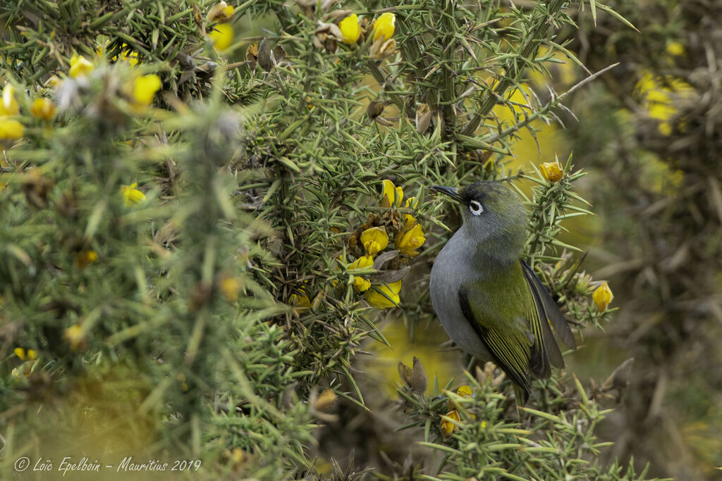 Zostérops de la Réunion