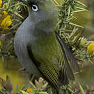 Zostérops de la Réunion
