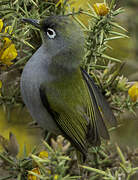 Reunion Olive White-eye