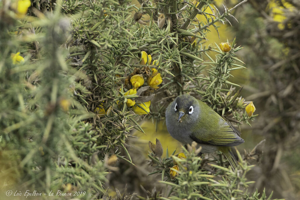 Reunion Olive White-eye