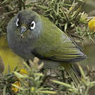 Zostérops de la Réunion