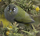 Zostérops de la Réunion