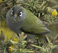 Reunion Olive White-eye