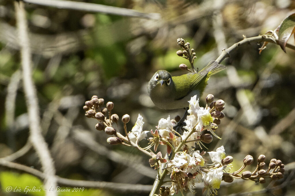 Reunion Olive White-eye