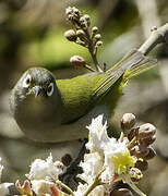 Reunion Olive White-eye