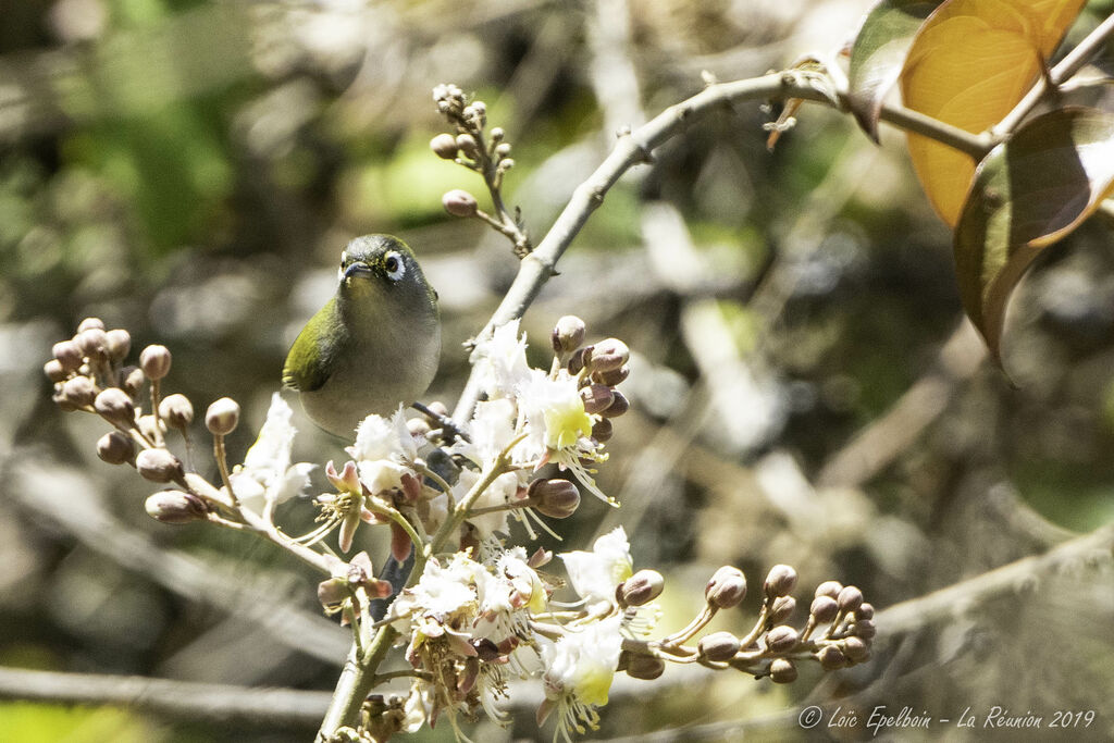 Zostérops de la Réunion