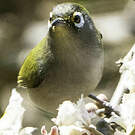 Zostérops de la Réunion