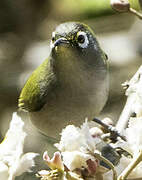 Reunion Olive White-eye