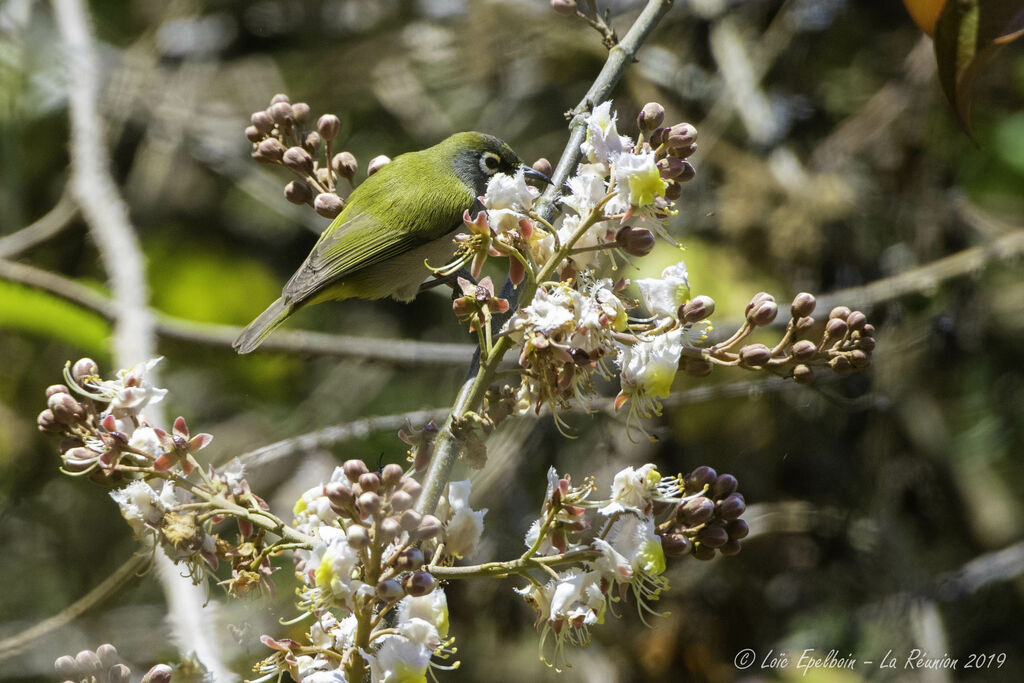 Reunion Olive White-eye