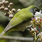 Zostérops de la Réunion