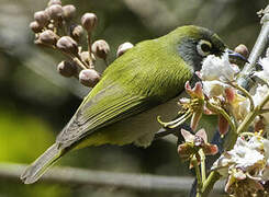 Reunion Olive White-eye