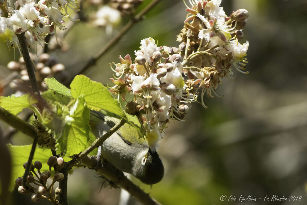 Reunion Olive White-eye