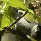Zostérops de la Réunion