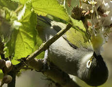 Reunion Olive White-eye