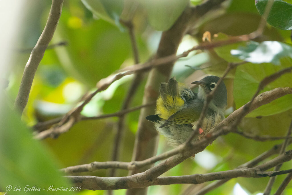 Mauritius Grey White-eye