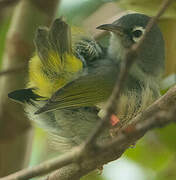 Mauritius Grey White-eye