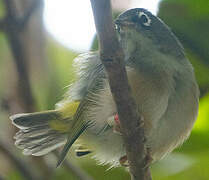 Mauritius Olive White-eye