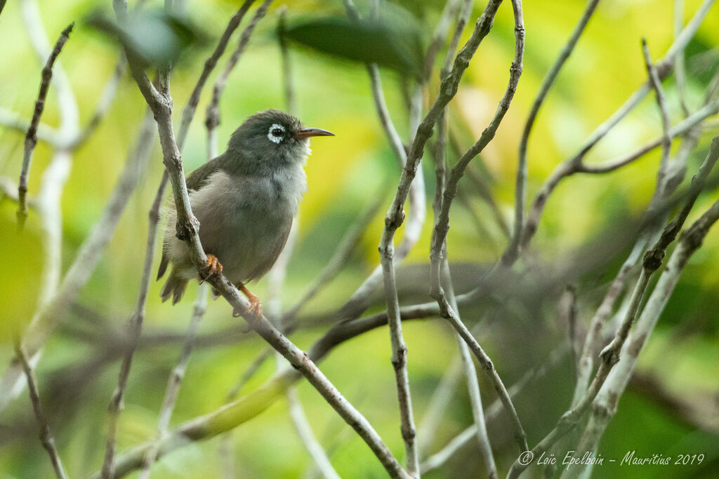 Mauritius Grey White-eye