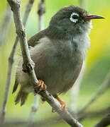 Mauritius Grey White-eye