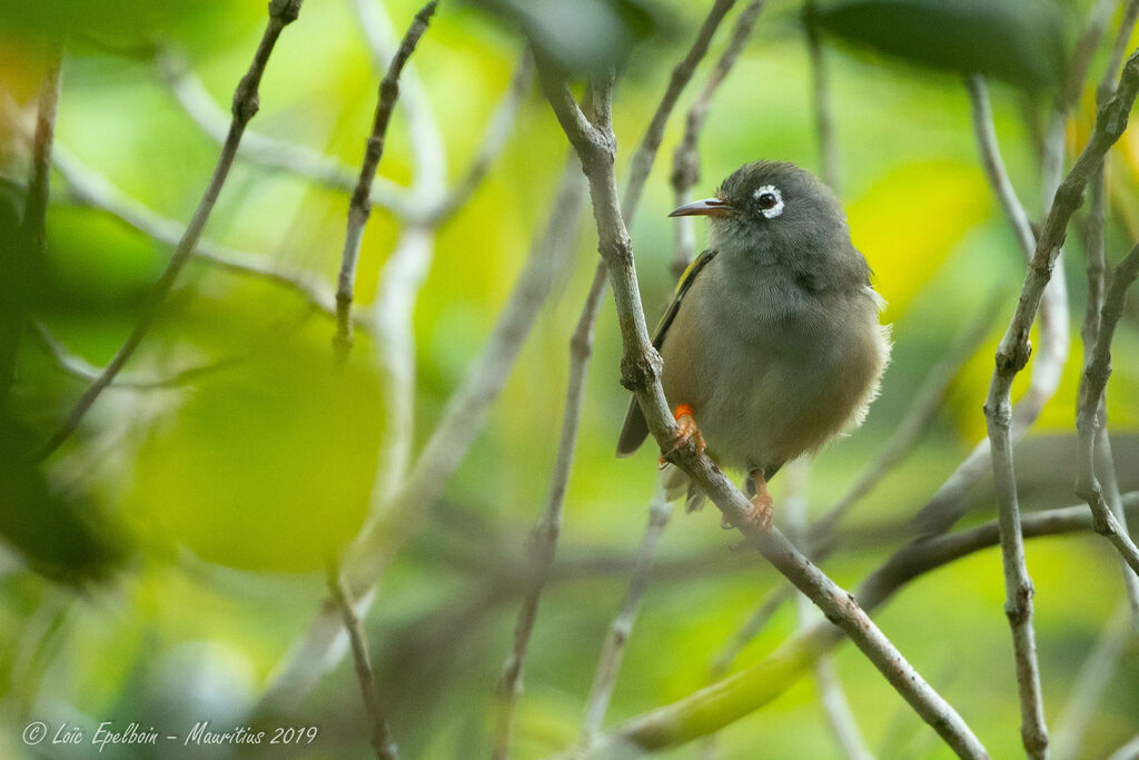 Mauritius Grey White-eye