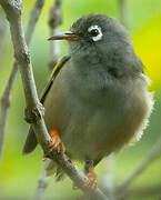 Mauritius Grey White-eye