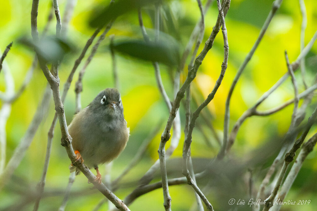 Mauritius Grey White-eye