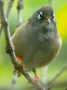 Mauritius Grey White-eye