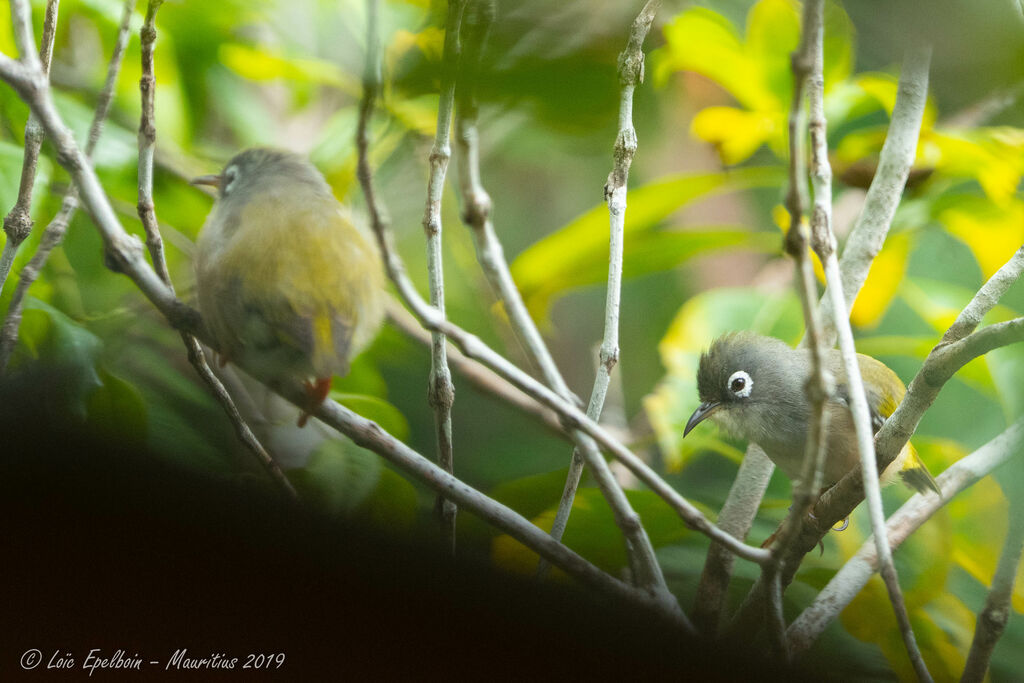 Mauritius Grey White-eye