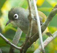 Mauritius Grey White-eye