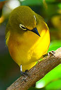 Mayotte White-eye