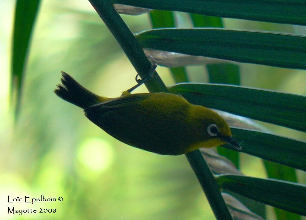 Mayotte White-eye