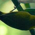 Zostérops de Mayotte