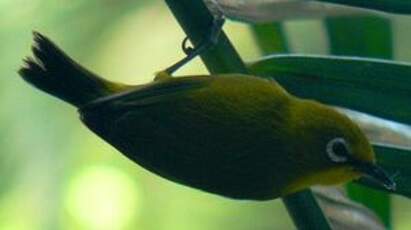 Zostérops de Mayotte