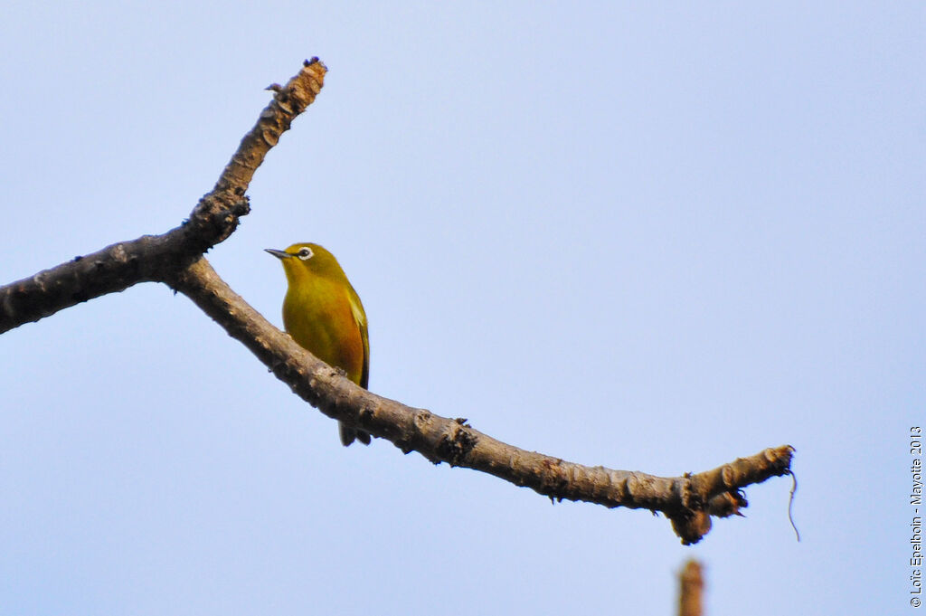 Mayotte White-eye