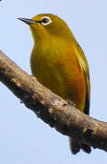 Mayotte White-eye